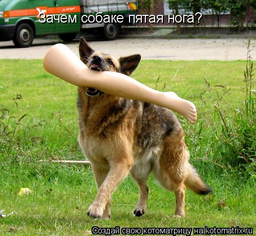 Котоматрица: Зачем собаке пятая нога?