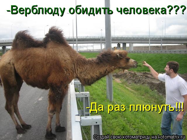 -Верблюду обидить человека??? -Да раз плюнуть!!!... Котоматрица: -Верблюду обидить человека??? -Да раз плюнуть!!!
