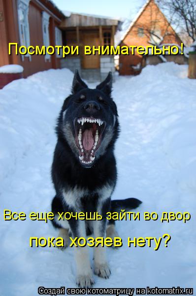 Посмотри внимательно! Все еще хочешь зайти во двор пока хозяев нету?... Котоматрица: Посмотри внимательно! Все еще хочешь зайти во двор пока хозяев нету?