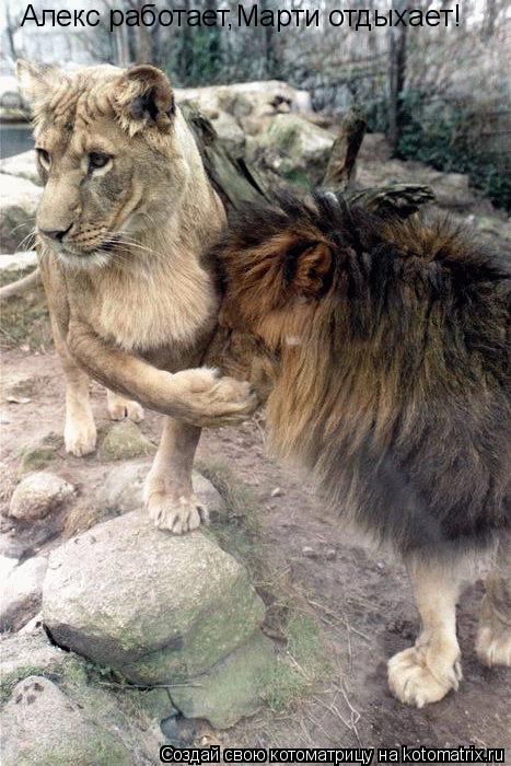 Алекс работает,Марти отдыхает!... Котоматрица: Алекс работает,Марти отдыхает!