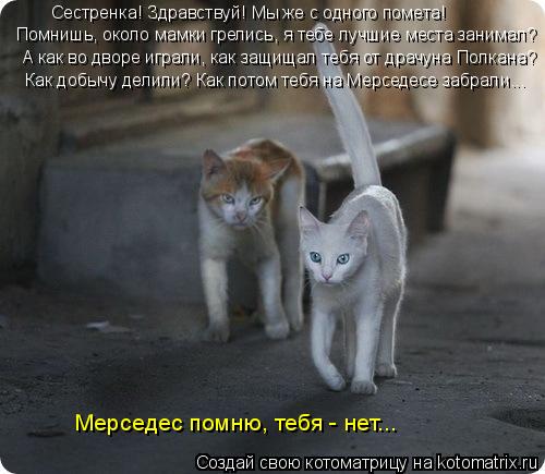 Сестренка! Здравствуй! Мы же с одного помета! Помнишь, около мамки грелись, я тебе лучшие места заним... Котоматрица: Сестренка! Здравствуй! Мы же с одного помета! Помнишь, около мамки грелись, я тебе лучшие места занимал? Мерседес помню, тебя - нет... А как во д