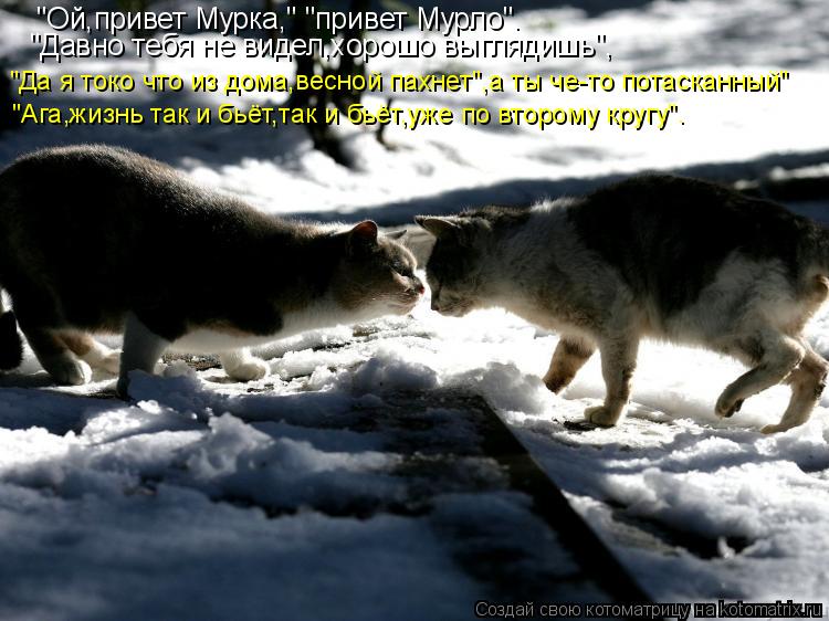 Котоматрица: "Ой,привет Мурка," "привет Мурло". "Давно тебя не видел,хорошо выглядишь", "Да я токо что из дома,весной пахнет",а ты че-то потасканный" "Ага,жизн