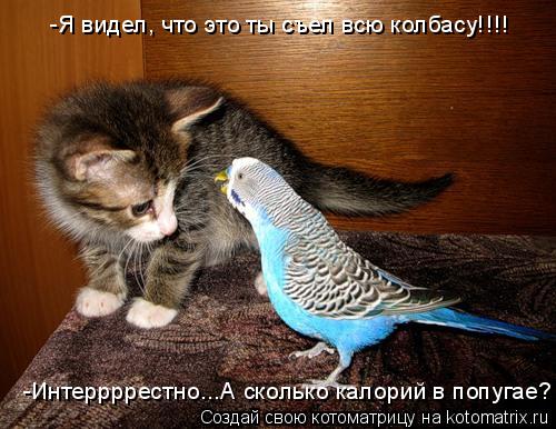 Котоматрица: -Интеррррестно...А сколько калорий в попугае? -Я видел, что это ты съел всю колбасу!!!!