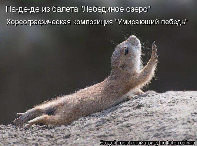 Котоматрица: Па-де-де из балета "Лебединое озеро" Хореографическая композиция "Умирающий лебедь"