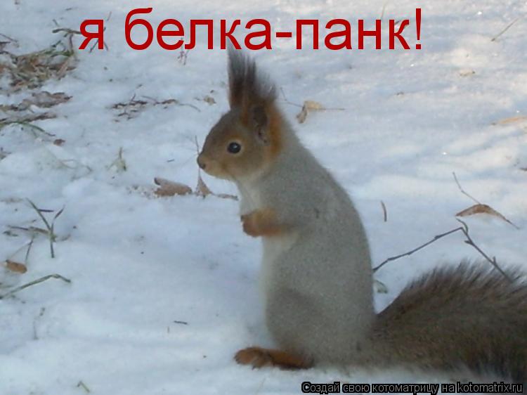 я белка-панк!... Котоматрица: я белка-панк!