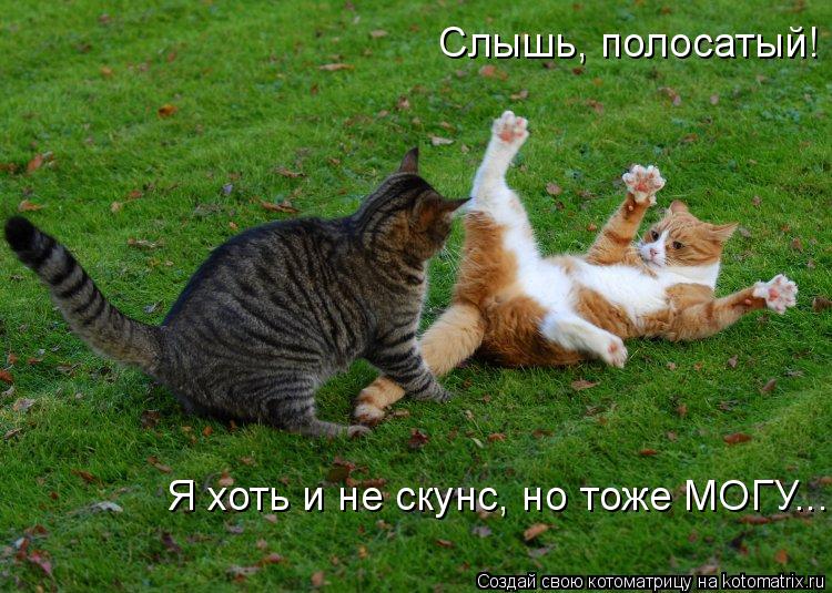 Я хоть и не скунс, но тоже МОГУ... Слышь, полосатый!... Котоматрица: Я хоть и не скунс, но тоже МОГУ... Слышь, полосатый!