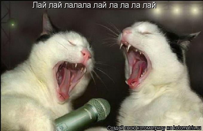 Котоматрица: Лай лай лалала лай ла ла ла лай