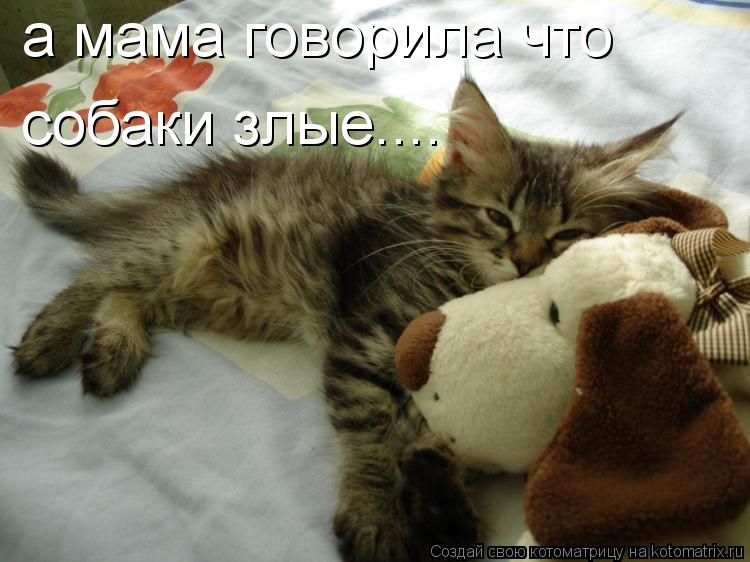 а мама говорила что собаки злые....... Котоматрица: а мама говорила что собаки злые....