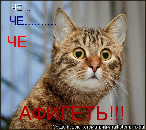 ЧЕ.... ЧЕ.......... ЧЕ АФИГЕТЬ!!!... Котоматрица: ЧЕ.... ЧЕ.......... ЧЕ АФИГЕТЬ!!!