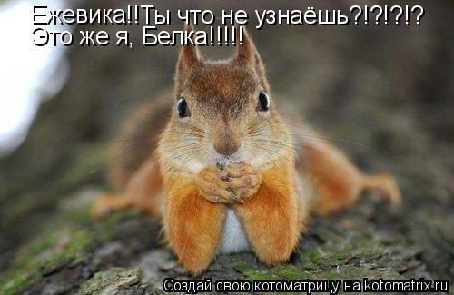 Ежевика!! Ты что не узнаёшь?!?!?!? Это же я, Белка!!!!!... Котоматрица: Ежевика!! Ты что не узнаёшь?!?!?!? Это же я, Белка!!!!!