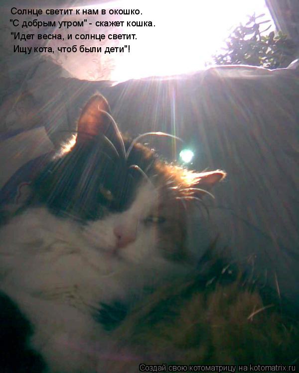 Солнце светит к нам в окошко. "С добрым утром" - скажет кошка. "Идет весна, и солнце светит. Ищу кота... Котоматрица: Солнце светит к нам в окошко. "С добрым утром" - скажет кошка. "Идет весна, и солнце светит. Ищу кота, чтоб были дети"!