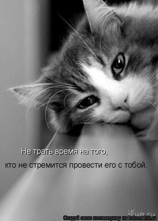 Не трать время на того, кто не стремится провести его с тобой.... Котоматрица: Не трать время на того, кто не стремится провести его с тобой.