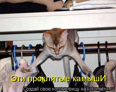 Эти проклятые камышИ... Котоматрица: Эти проклятые камышИ