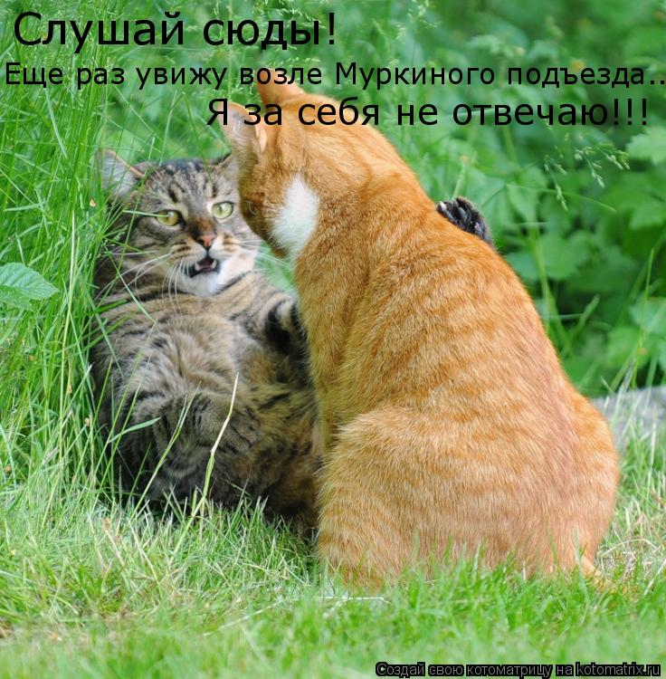 Слушай сюды! Еще раз увижу возле Муркиного подъезда.... Я за себя не отвечаю!!!... Котоматрица: Слушай сюды! Еще раз увижу возле Муркиного подъезда.... Я за себя не отвечаю!!!