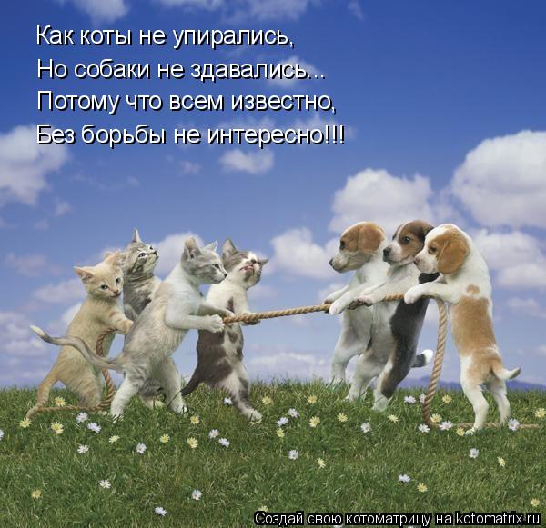 Котоматрица: Как коты не упирались, Но собаки не здавались... Потому что всем известно, Без борьбы не интересно!!!