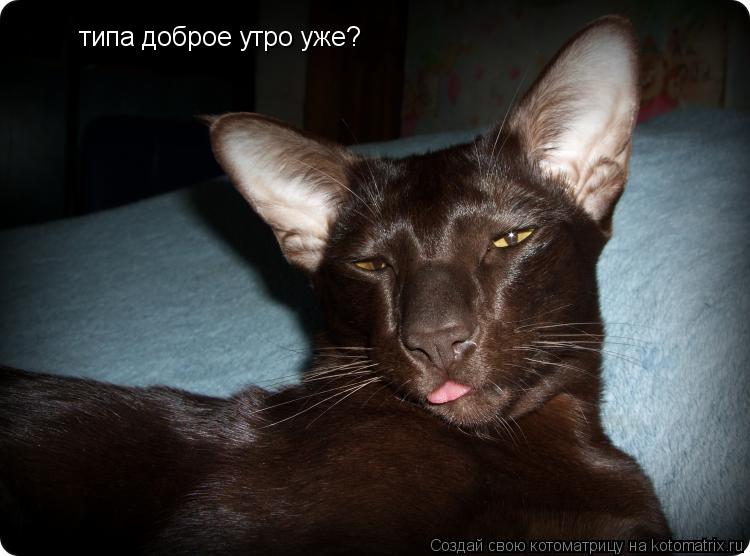 Котоматрица: типа доброе утро уже?