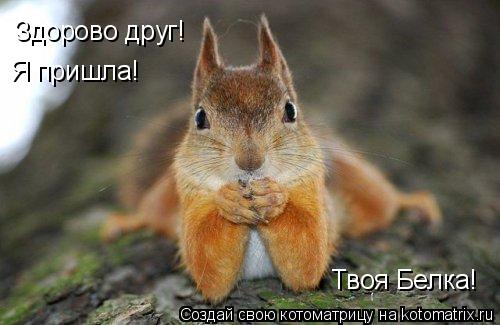 Здорово друг! Я пришла! Твоя Белка!... Котоматрица: Здорово друг! Я пришла! Твоя Белка!
