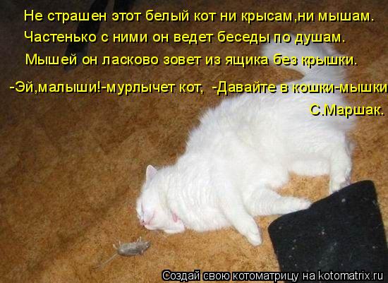 Стих белые котята Стих белые котята