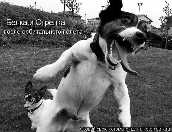 Белка и Стрелка после орбитального полёта... Котоматрица: Белка и Стрелка после орбитального полёта