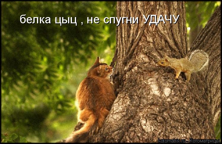 белка цыц , не спугни УДАЧУ... Котоматрица: белка цыц , не спугни УДАЧУ