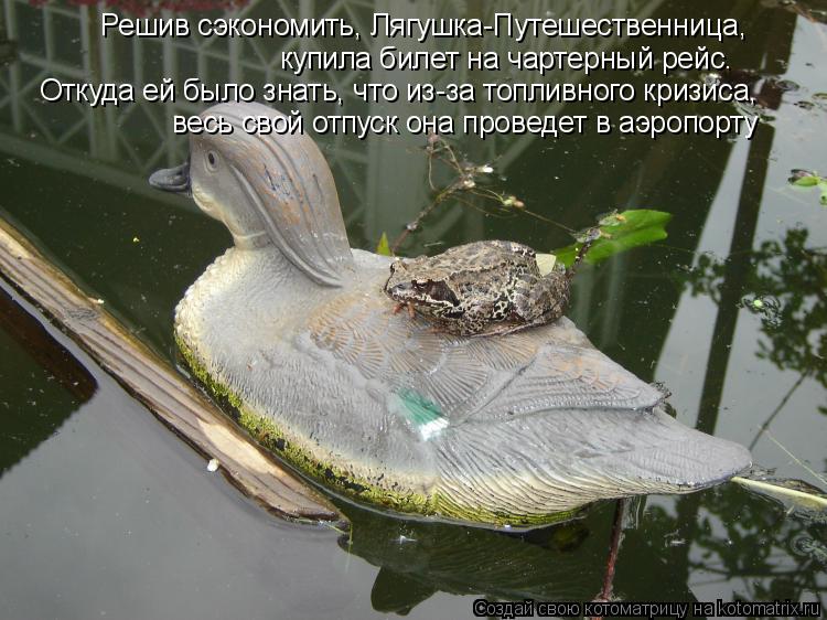 Решив сэкономить, Лягушка-Путешественница, купила билет на чартерный рейс. весь свой отпуск она прове... Котоматрица: Решив сэкономить, Лягушка-Путешественница, купила билет на чартерный рейс. весь свой отпуск она проведет в аэропорту Откуда ей было знать,
