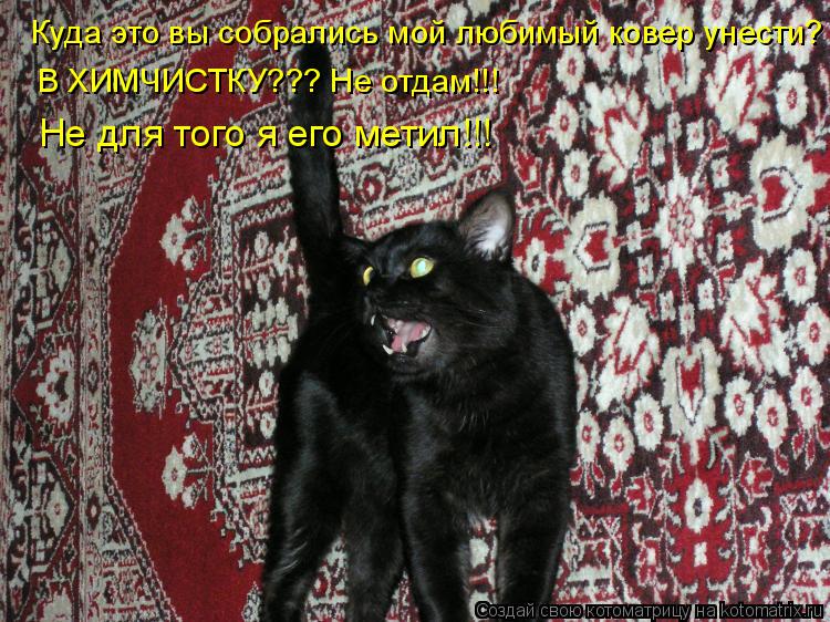 Куда это вы собрались мой любимый ковер унести? В ХИМЧИСТКУ??? Не отдам!!! Не для того я его метил!!!... Котоматрица: Куда это вы собрались мой любимый ковер унести? В ХИМЧИСТКУ??? Не отдам!!! Не для того я его метил!!!
