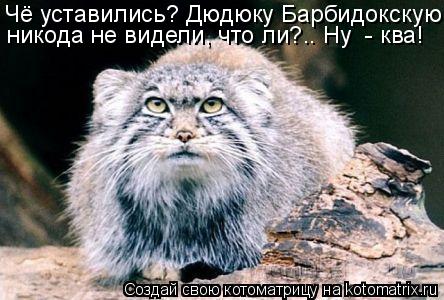 Чё уставились? Дюдюку Барбидокскую никода не видели, что ли?.. Ну - ква!... Котоматрица: Чё уставились? Дюдюку Барбидокскую никода не видели, что ли?.. Ну - ква!