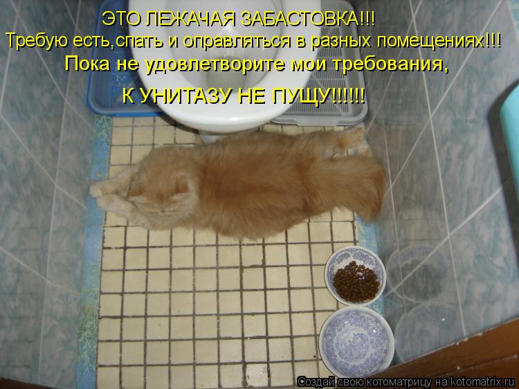 ЭТО ЛЕЖАЧАЯ ЗАБАСТОВКА!!! Требую есть,спать и оправляться в разных помещениях!!! Пока не удовлетворит... Котоматрица: ЭТО ЛЕЖАЧАЯ ЗАБАСТОВКА!!! Требую есть,спать и оправляться в разных помещениях!!! Пока не удовлетворите мои требования, К УНИТАЗУ НЕ ПУЩУ!!!!!!