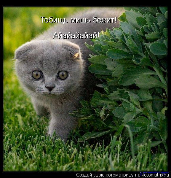 Тобищь мишь бежит! Айайайайай!... Котоматрица: Тобищь мишь бежит! Айайайайай!