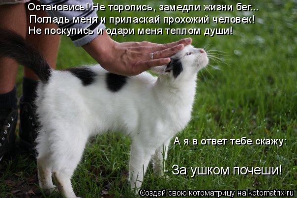 Погладь меня и приласкай прохожий человек! Остановись! Не торопись, замедли жизни бег... Не поскупись... Котоматрица: Погладь меня и приласкай прохожий человек! Остановись! Не торопись, замедли жизни бег... Не поскупись и одари меня теплом души! А я в ответ те
