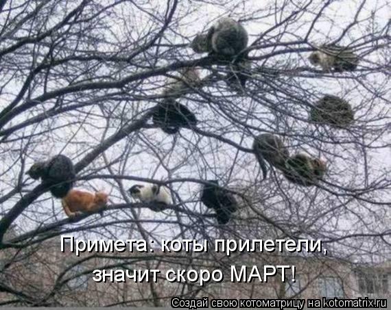 Котоматрица: Примета: коты прилетели, значит скоро МАРТ!