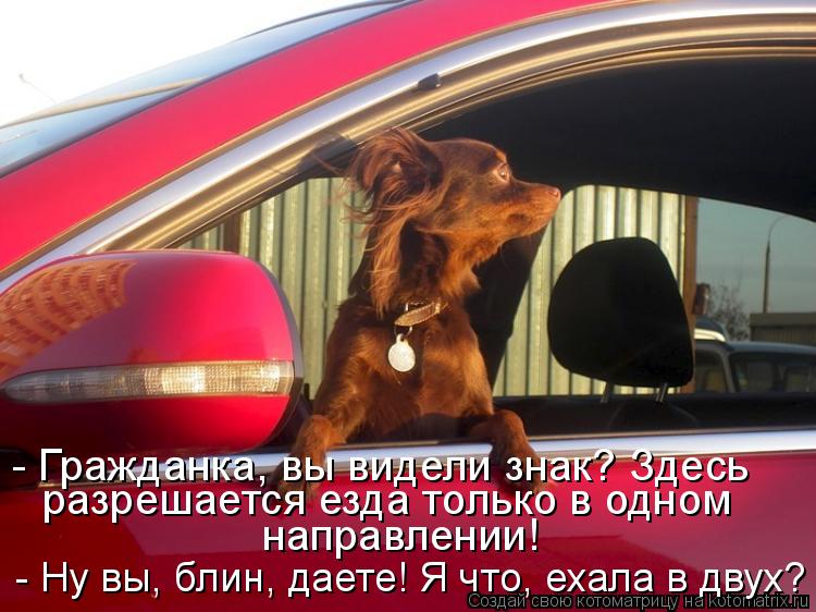 разрешается езда только в одном направлении! - Гражданка, вы видели знак? Здесь - Ну вы, блин, да... Котоматрица: разрешается езда только в одном направлении! - Гражданка, вы видели знак? Здесь - Ну вы, блин, даете! Я что, ехала в двух?