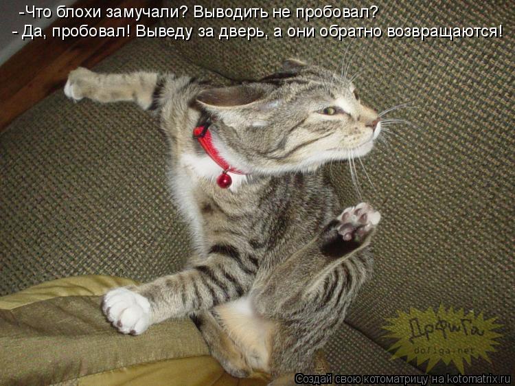 -Что блохи замучали? Выводить не пробовал? - Да, пробовал! Выведу за дверь, а они обратно возвращаютс... Котоматрица: -Что блохи замучали? Выводить не пробовал? - Да, пробовал! Выведу за дверь, а они обратно возвращаются!