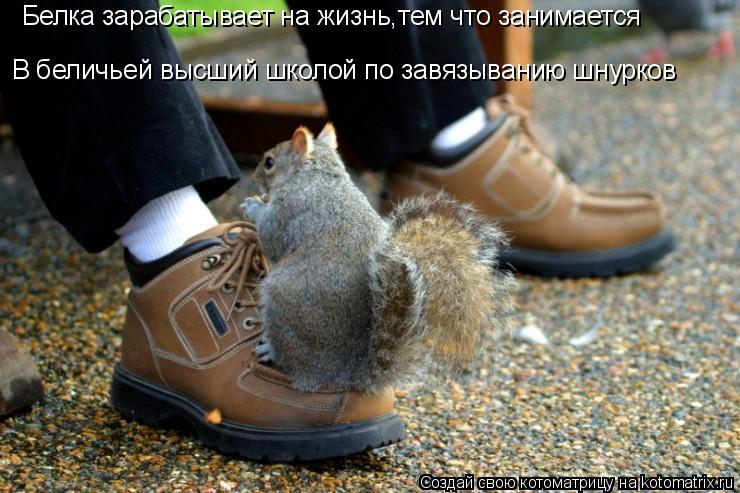 Белка зарабатывает на жизнь,тем что занимается В беличьей высший школой по завязыванию шнурков... Котоматрица: Белка зарабатывает на жизнь,тем что занимается В беличьей высший школой по завязыванию шнурков