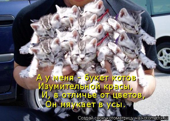 А у меня - букет котов Изумительной красы, И, в отличье от цветов, Он мяукает в усы.... Котоматрица: А у меня - букет котов Изумительной красы, И, в отличье от цветов, Он мяукает в усы.