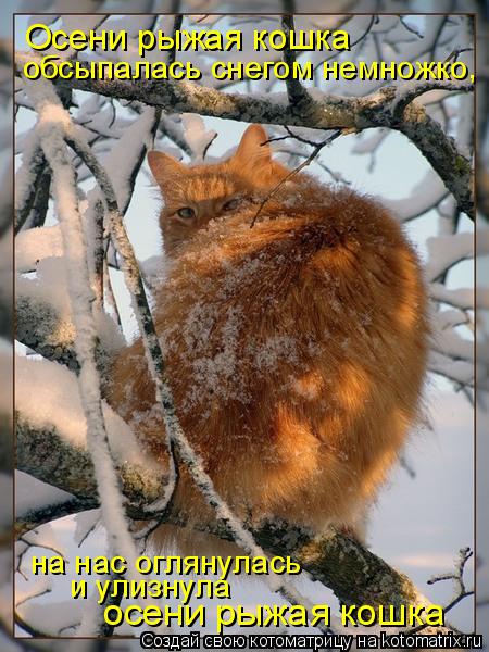 Котоматрица: Осени рыжая кошка обсыпалась снегом немножко, на нас оглянулась и улизнула осени рыжая кошка