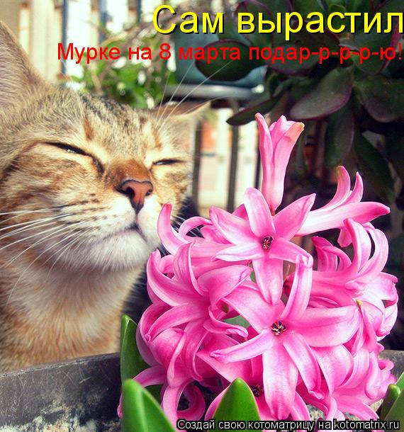 Котоматрица: Сам вырастил,  Мурке на 8 марта подар-р-р-р-ю!