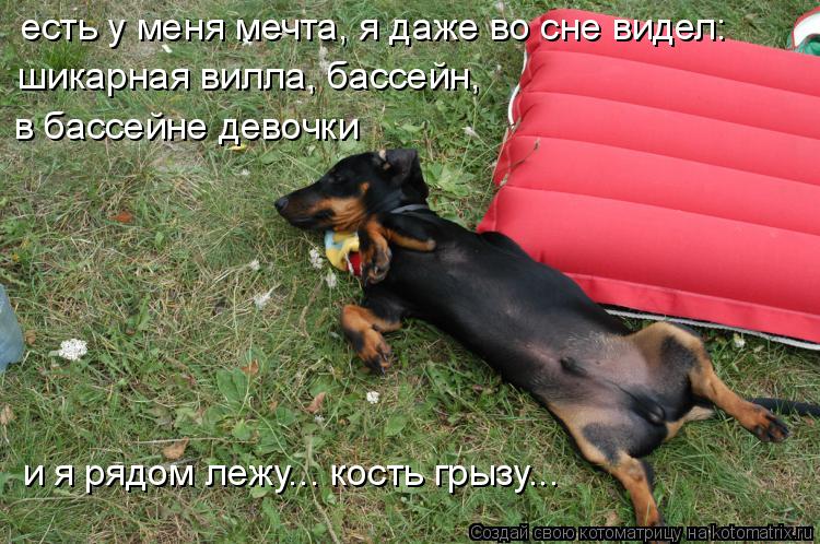 есть у меня мечта, я даже во сне видел: шикарная вилла, бассейн, в бассейне девочки и я рядом лежу..... Котоматрица: есть у меня мечта, я даже во сне видел: шикарная вилла, бассейн, в бассейне девочки и я рядом лежу... кость грызу...