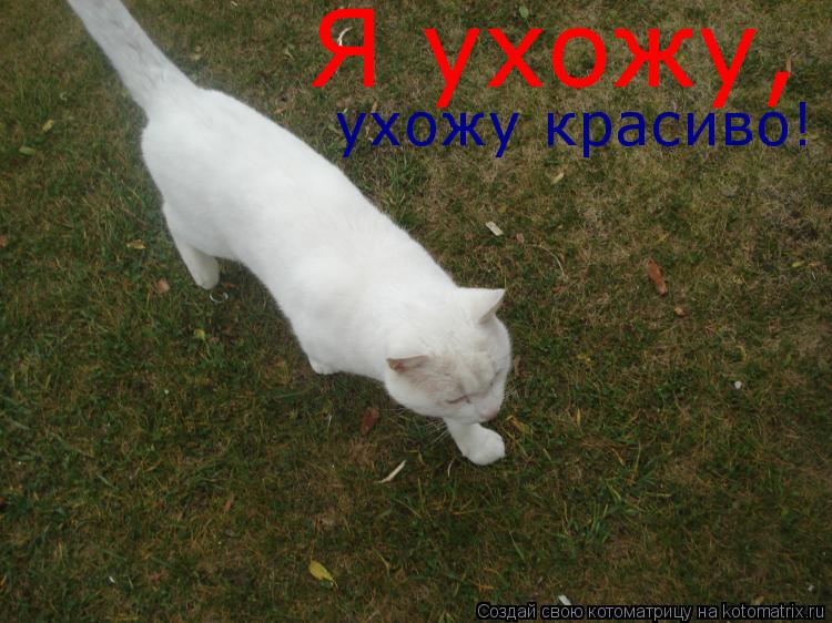 http://kotomatrix.ru/images/lolz/2009/03/01/n5.jpg