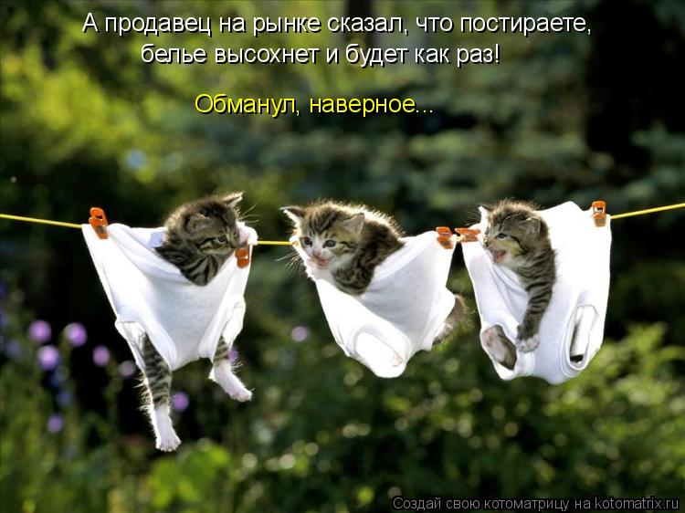 А продавец на рынке сказал, что постираете, белье высохнет и будет как раз! Обманул, наверное...... Котоматрица: А продавец на рынке сказал, что постираете, белье высохнет и будет как раз! Обманул, наверное...