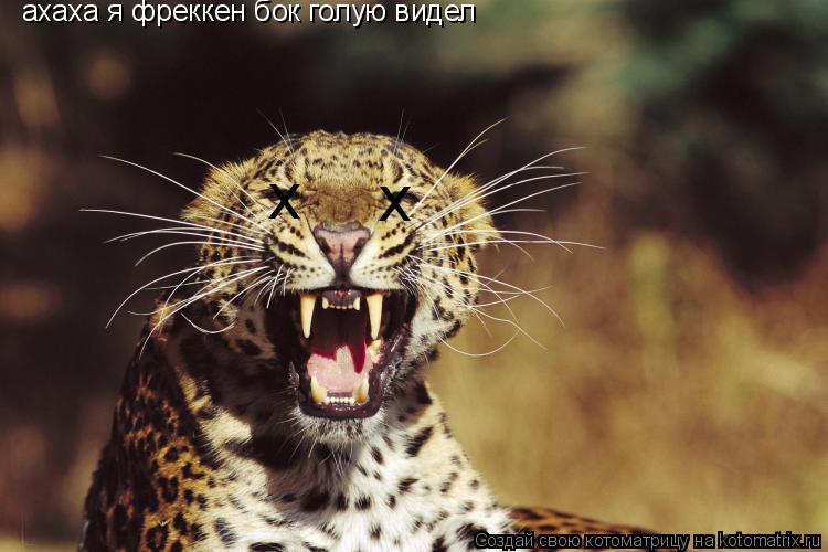 Котоматрица: x x ахаха я фреккен бок голую видел