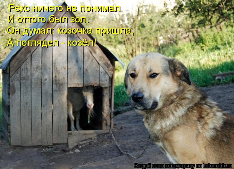 Рекс ничего не понимал И оттого был зол. Он думал: козочка пришла, А поглядел - козёл!... Котоматрица: Рекс ничего не понимал И оттого был зол. Он думал: козочка пришла, А поглядел - козёл!