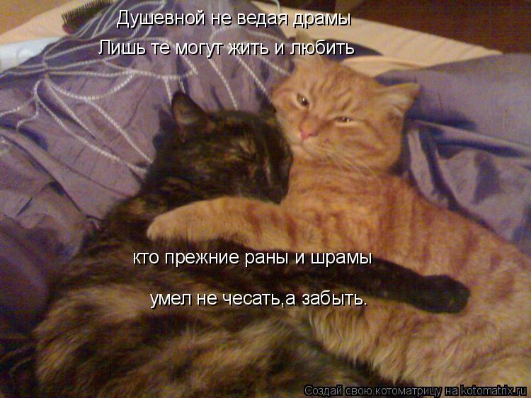 Душевной не ведая драмы Лишь те могут жить и любить кто прежние раны и шрамы умел не чесать,а забыть.... Котоматрица: Душевной не ведая драмы Лишь те могут жить и любить кто прежние раны и шрамы умел не чесать,а забыть.