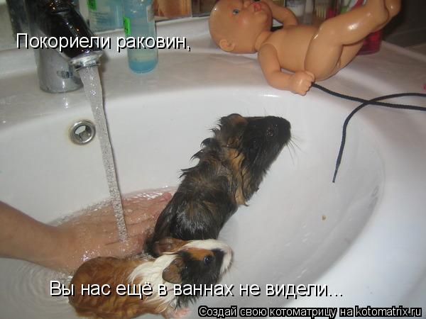 Котоматрица: Покориели раковин, Вы нас ещё в ваннах не видели...