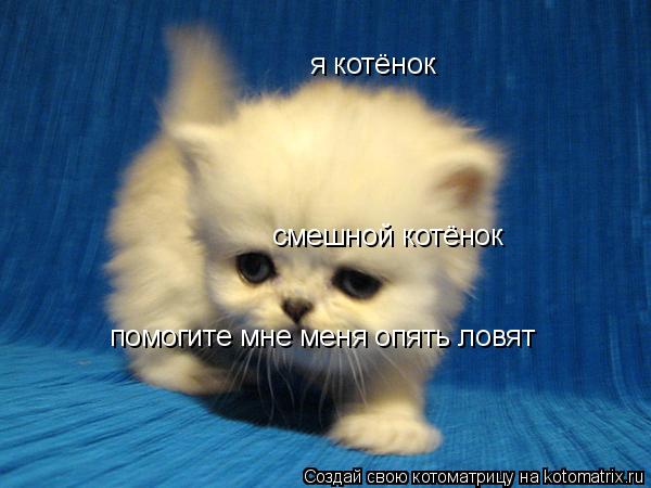 я котёнок смешной котёнок помогите мне меня опять ловят... Котоматрица: я котёнок смешной котёнок помогите мне меня опять ловят