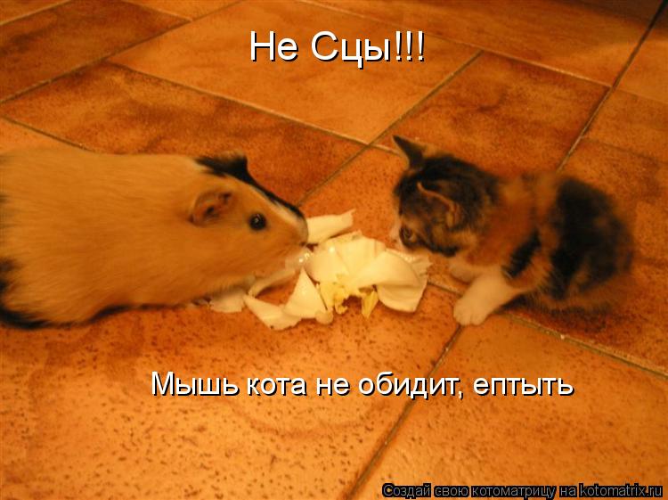 Котоматрица: Не Сцы!!! Мышь кота не обидит, ептыть
