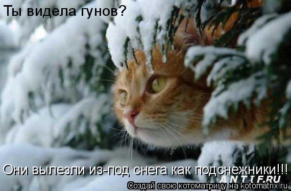 Котоматрица: Ты видела гунов? Они вылезли из-под снега как подснежники!!!