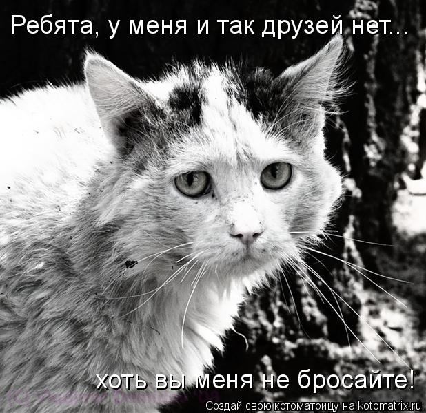 Ребята, у меня и так друзей нет... хоть вы меня не бросайте!... Котоматрица: Ребята, у меня и так друзей нет... хоть вы меня не бросайте!