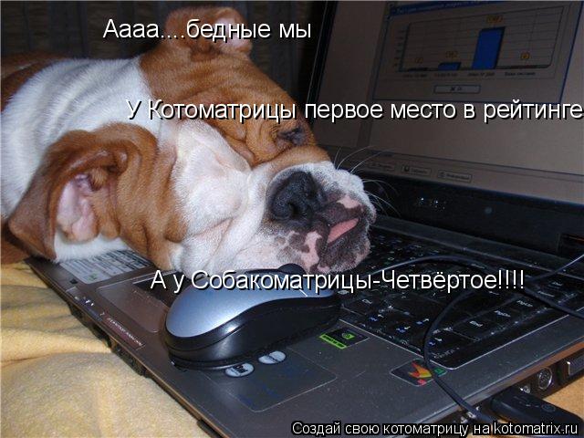 Аааа....бедные мы У Котоматрицы первое место в рейтинге А у Собакоматрицы-Четвёртое!!!!... Котоматрица: Аааа....бедные мы У Котоматрицы первое место в рейтинге А у Собакоматрицы-Четвёртое!!!!