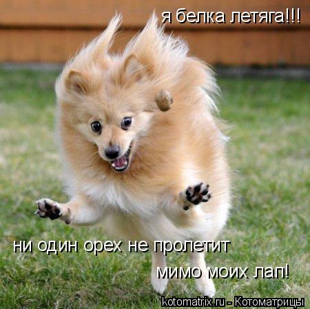 я белка летяга!!! ни один орех не пролетит мимо моих лап!... Котоматрица: я белка летяга!!! ни один орех не пролетит мимо моих лап!